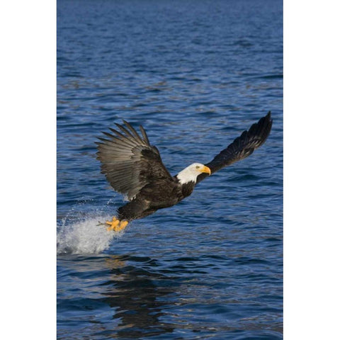 AK, Kachemak Bay SP, Bald eagle with fish White Modern Wood Framed Art Print by Grall, Don
