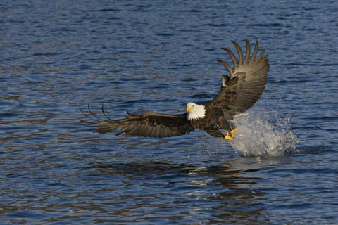 AK, Kachemak Bay SP, Bald eagle with fish White Modern Wood Framed Art Print with Double Matting by Grall, Don