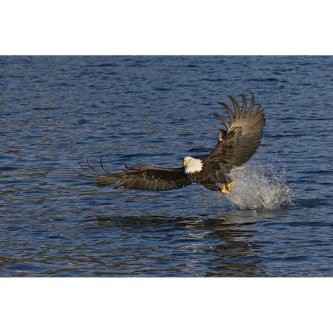 AK, Kachemak Bay SP, Bald eagle with fish Gold Ornate Wood Framed Art Print with Double Matting by Grall, Don