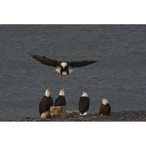 AK, Kachemak Bay, Homer Spit Bald eagle landing Gold Ornate Wood Framed Art Print with Double Matting by Grall, Don