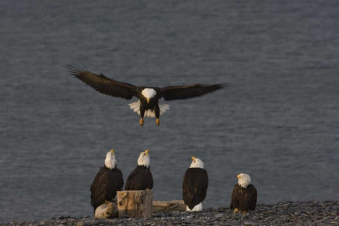 AK, Kachemak Bay, Homer Spit Bald eagle landing Black Ornate Wood Framed Art Print with Double Matting by Grall, Don