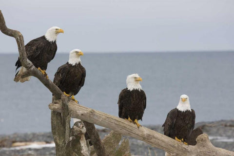 AK, Kachemak Bay Bald eagles on driftwood White Modern Wood Framed Art Print with Double Matting by Grall, Don