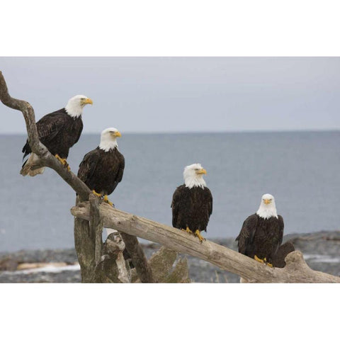 AK, Kachemak Bay Bald eagles on driftwood White Modern Wood Framed Art Print by Grall, Don