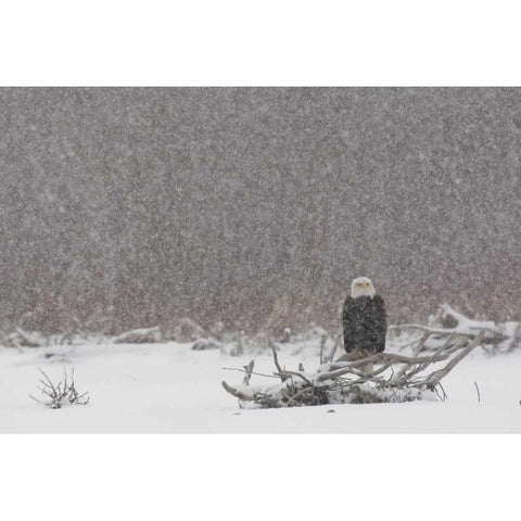 Alaska, Chilkat River Bald eagle in snow storm Black Modern Wood Framed Art Print by Illg, Cathy and Gordon