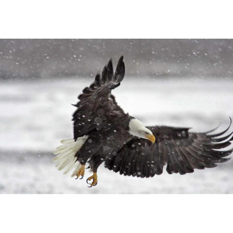 AK, Bald eagle flies in snowstorm Black Modern Wood Framed Art Print by Illg, Cathy and Gordon