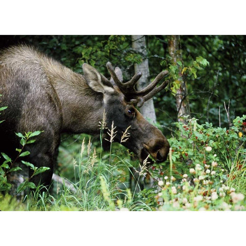 Alaska, Icy Bay Bull moose grazing in the woods Black Modern Wood Framed Art Print with Double Matting by Williams, Joanne