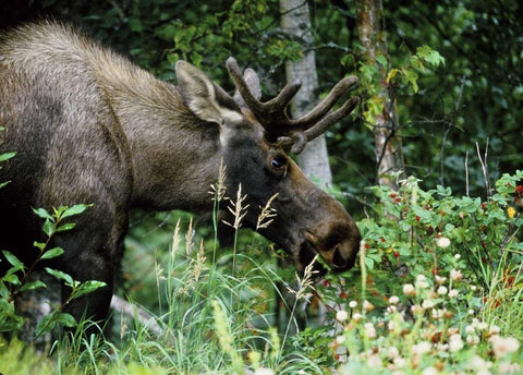 Alaska, Icy Bay Bull moose grazing in the woods White Modern Wood Framed Art Print with Double Matting by Williams, Joanne