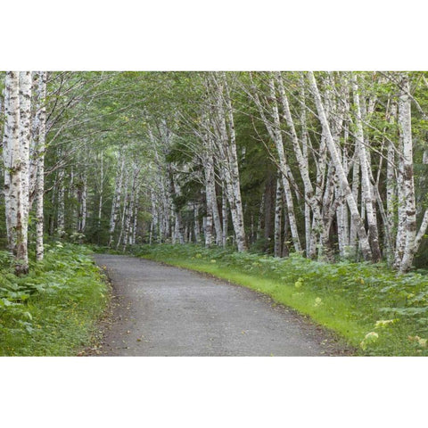 AK, Douglas Island Road through alder trees Gold Ornate Wood Framed Art Print with Double Matting by Paulson, Don