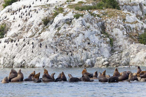 AK, Glacier Bay NP Resting Steller sea lions White Modern Wood Framed Art Print with Double Matting by Paulson, Don