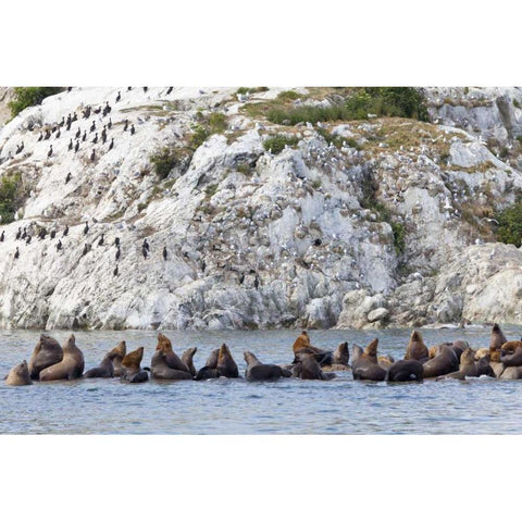 AK, Glacier Bay NP Resting Steller sea lions Black Modern Wood Framed Art Print by Paulson, Don