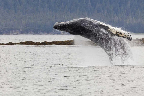 AK, Frederick Sound Humpback whale lunging Black Ornate Wood Framed Art Print with Double Matting by Paulson, Don