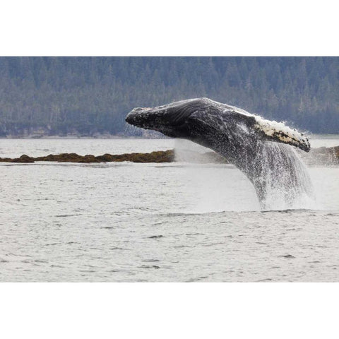 AK, Frederick Sound Humpback whale lunging White Modern Wood Framed Art Print by Paulson, Don