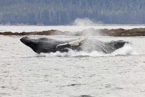 AK, Frederick Sound Humpback whale lunging Black Ornate Wood Framed Art Print with Double Matting by Paulson, Don