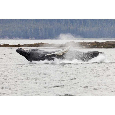 AK, Frederick Sound Humpback whale lunging Black Modern Wood Framed Art Print by Paulson, Don