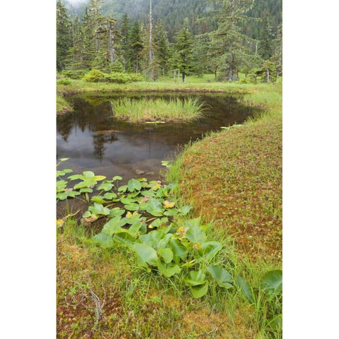 Alaska, Admiralty Island Pond and forest Gold Ornate Wood Framed Art Print with Double Matting by Paulson, Don
