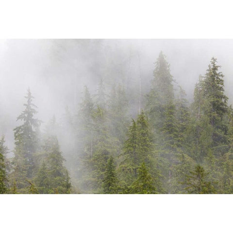 Alaska Fog in spruce and hemlock forest Black Modern Wood Framed Art Print by Paulson, Don