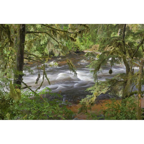 Alaska, Anan Creek Creek between cypress trees Black Modern Wood Framed Art Print with Double Matting by Paulson, Don