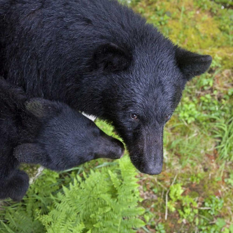 Alaska, Anan Creek Mother bear and cub Gold Ornate Wood Framed Art Print with Double Matting by Paulson, Don