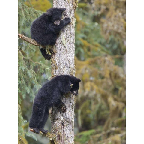 Alaska, Anan Creek Two black bear cubs in a tree Gold Ornate Wood Framed Art Print with Double Matting by Paulson, Don