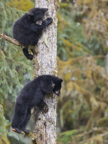 Alaska, Anan Creek Two black bear cubs in a tree White Modern Wood Framed Art Print with Double Matting by Paulson, Don