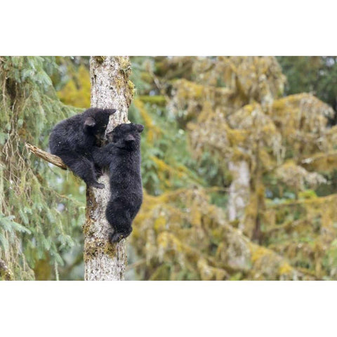 Alaska, Anan Creek Two black bear cubs in a tree White Modern Wood Framed Art Print by Paulson, Don
