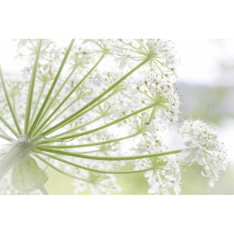 Alaska, Glacier Bay Cow parsnip in Bartlett Cove Black Modern Wood Framed Art Print by Paulson, Don