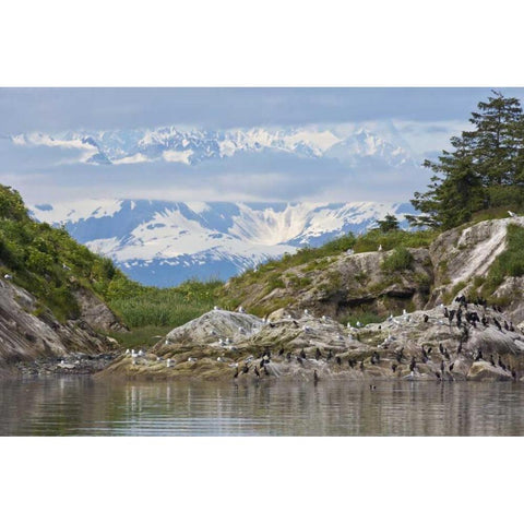 AK, Glacier Bay NP Cormorants on rocks Black Modern Wood Framed Art Print by Paulson, Don