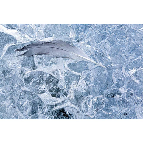 AK, Glacier Bay NP Gull feather on a Glacier Black Modern Wood Framed Art Print by Paulson, Don