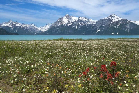 AK, Glacier Bay NP Strawberry and red paintbrush Black Ornate Wood Framed Art Print with Double Matting by Paulson, Don