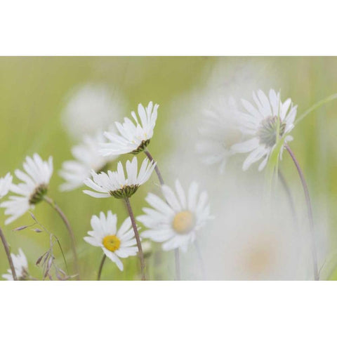 Alaska, Glacier Bay Arctic daisies in Dundas Bay Black Modern Wood Framed Art Print by Paulson, Don