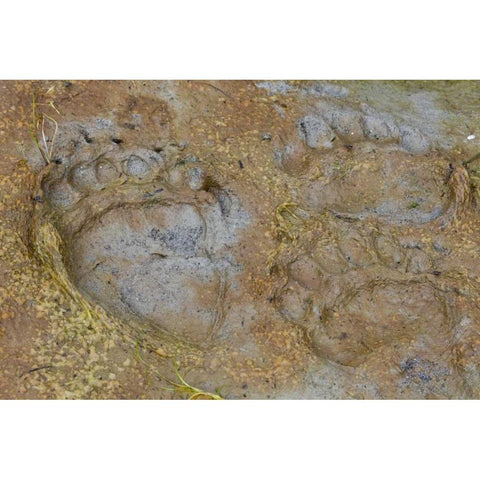 AK, Glacier Bay NP Black bear tracks in mud White Modern Wood Framed Art Print by Paulson, Don