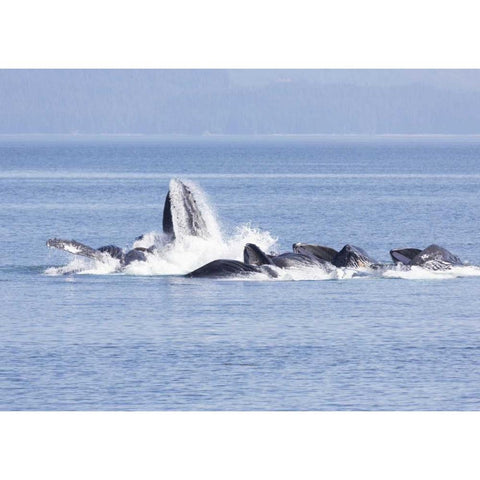 Alaska, Freshwater Bay Humpback whales feeding Black Modern Wood Framed Art Print by Paulson, Don