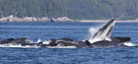Alaska, Freshwater Bay Humpback whales feeding Black Ornate Wood Framed Art Print with Double Matting by Paulson, Don