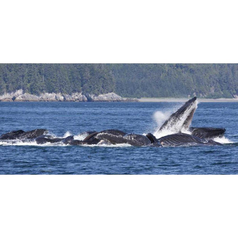 Alaska, Freshwater Bay Humpback whales feeding Black Modern Wood Framed Art Print with Double Matting by Paulson, Don