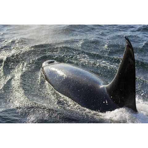 Alaska, Tenakee Springs Orca whale diving Black Modern Wood Framed Art Print by Paulson, Don