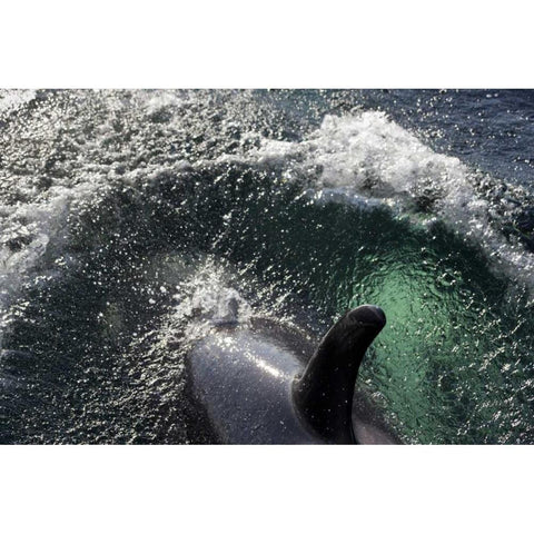 Alaska, Tenakee Springs Orca whale diving Black Modern Wood Framed Art Print by Paulson, Don