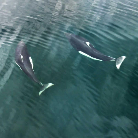 AK, Seymour Canal Two Dalls porpoises swimming Black Modern Wood Framed Art Print by Paulson, Don