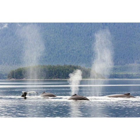 AK, Seymour Canal Diving humpback whales Black Modern Wood Framed Art Print by Paulson, Don