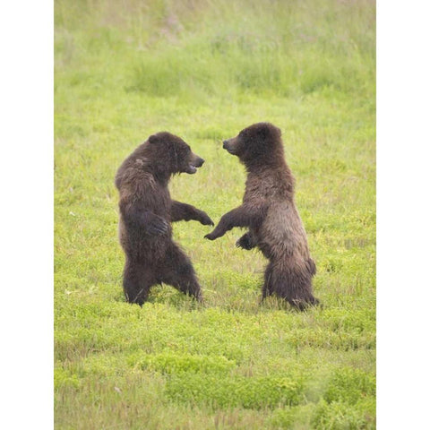 AK, Tongass NF, Two brown bear cubs play-fighting Gold Ornate Wood Framed Art Print with Double Matting by Paulson, Don