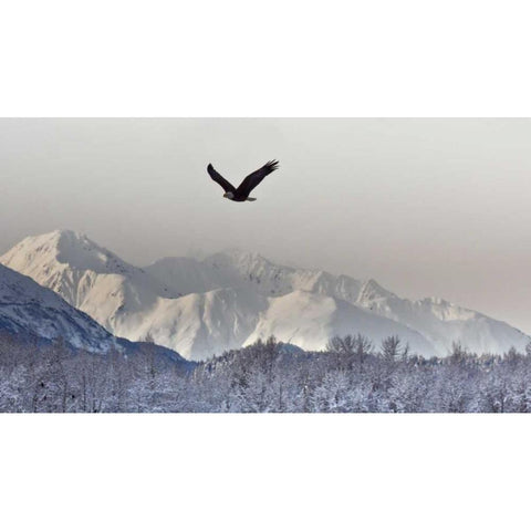 AK, Chilkat Bald eagle flies in preserve White Modern Wood Framed Art Print by Illg, Cathy and Gordon