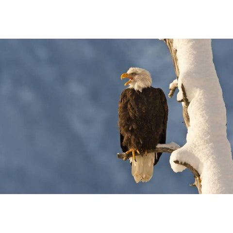AK, Chilkat Bald eagle perched on branch Black Modern Wood Framed Art Print by Illg, Cathy and Gordon