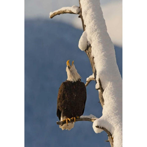 AK, Chilkat Bald eagle perched on branch Black Modern Wood Framed Art Print by Illg, Cathy and Gordon