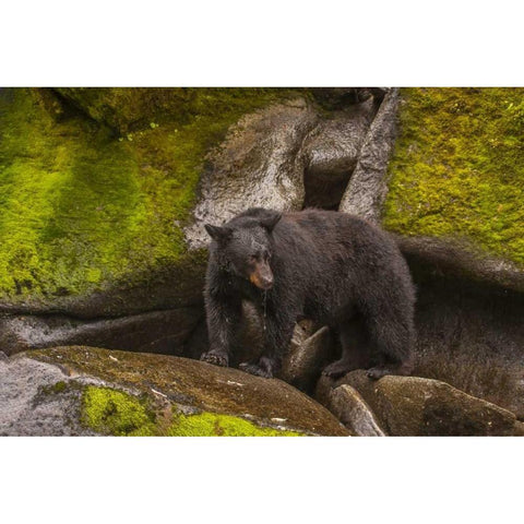 AK, Tongass NFBlack bear standing on boulders Black Modern Wood Framed Art Print with Double Matting by Illg, Cathy and Gordon