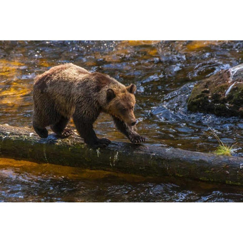 AK, Tongass NF Grizzly bear on log hunting Black Modern Wood Framed Art Print by Illg, Cathy and Gordon