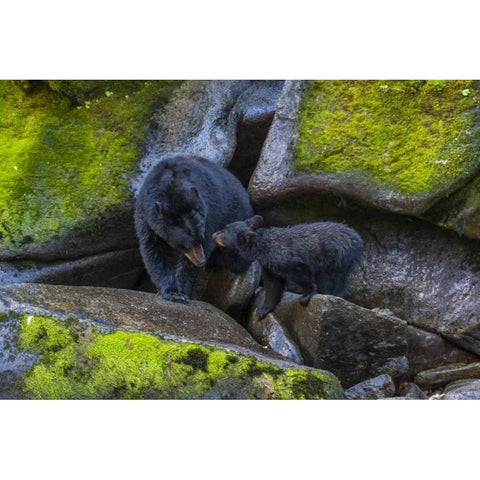 Alaska, Tongass NF Mother black bear and cub Black Modern Wood Framed Art Print with Double Matting by Illg, Cathy and Gordon