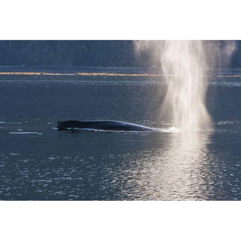 AK, Tongass NF Humpback whale spouting Gold Ornate Wood Framed Art Print with Double Matting by Illg, Cathy and Gordon