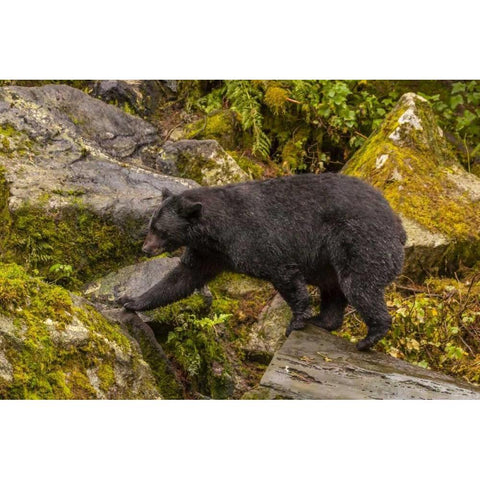 AK, Tongass NF Black bear walking among boulders Black Modern Wood Framed Art Print by Illg, Cathy and Gordon