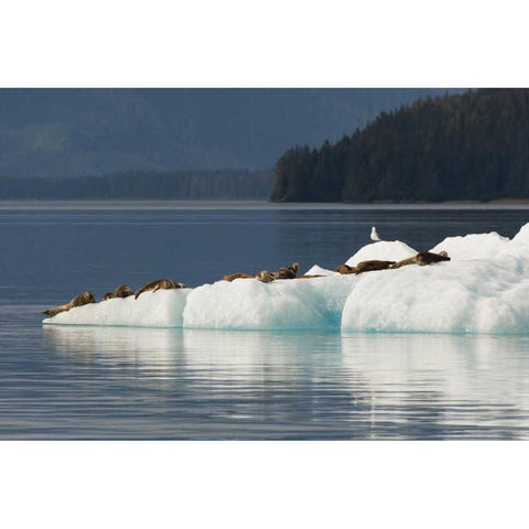 Alaska, Tongass NF Harbor seals on iceberg White Modern Wood Framed Art Print by Illg, Cathy and Gordon