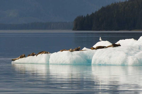 Alaska, Tongass NF Harbor seals on iceberg Black Ornate Wood Framed Art Print with Double Matting by Illg, Cathy and Gordon