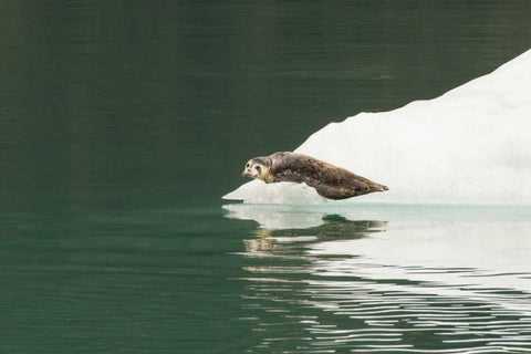 Alaska, Tongass NF Lone harbor seal on iceberg White Modern Wood Framed Art Print with Double Matting by Illg, Cathy and Gordon